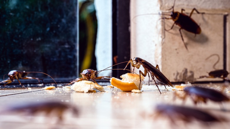 cockroaches in house