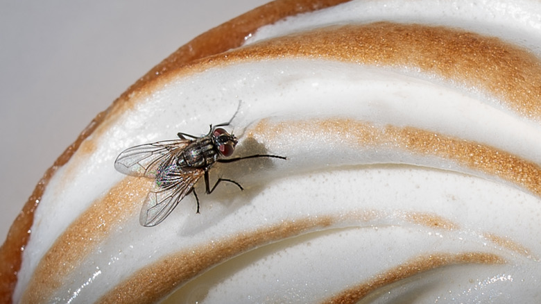 Housefly sitting on a pastry