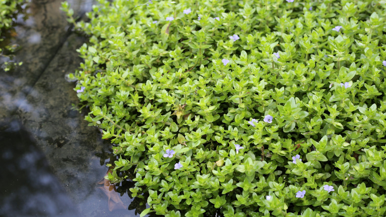 Flowering brahmi covers the ground beside a water feature.