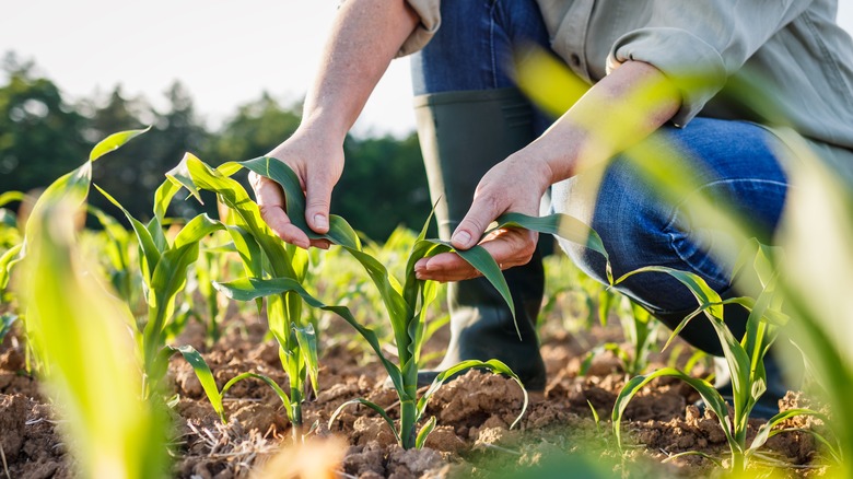 corn growing in garden