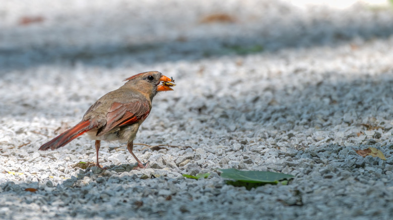 A female cardinal has an insect in her beak