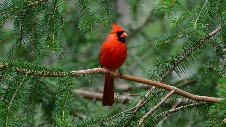 A cardinal sitting on a branch