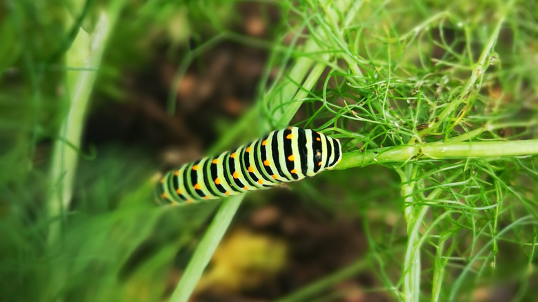 A caterpillar crawls on a fennel plant