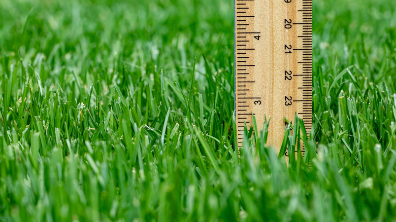 Measuring height of grass in lawn with a ruler.