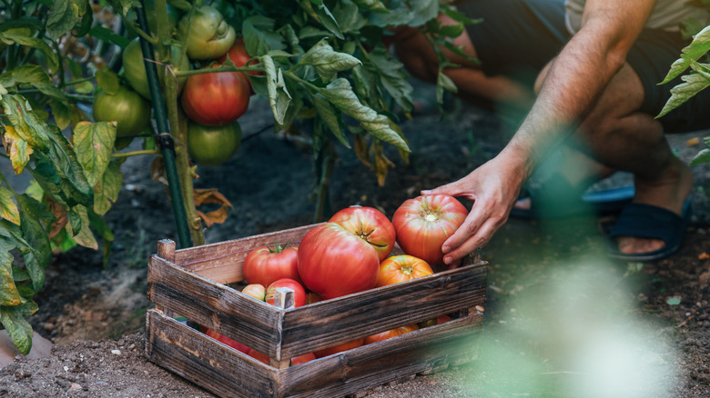 Man picking ripened tomatoes from a large plant and putting them in a wooden crate.