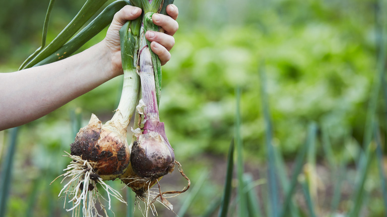 Hand holding onions with roots and green tops that have been pulled from the garden.