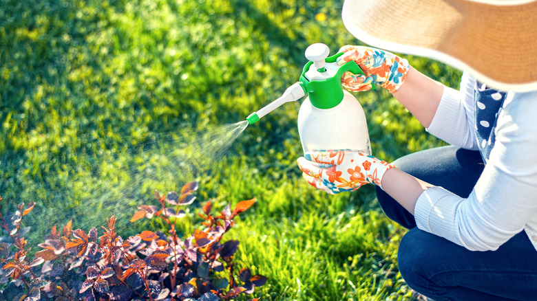 Woman sprays plants in garden