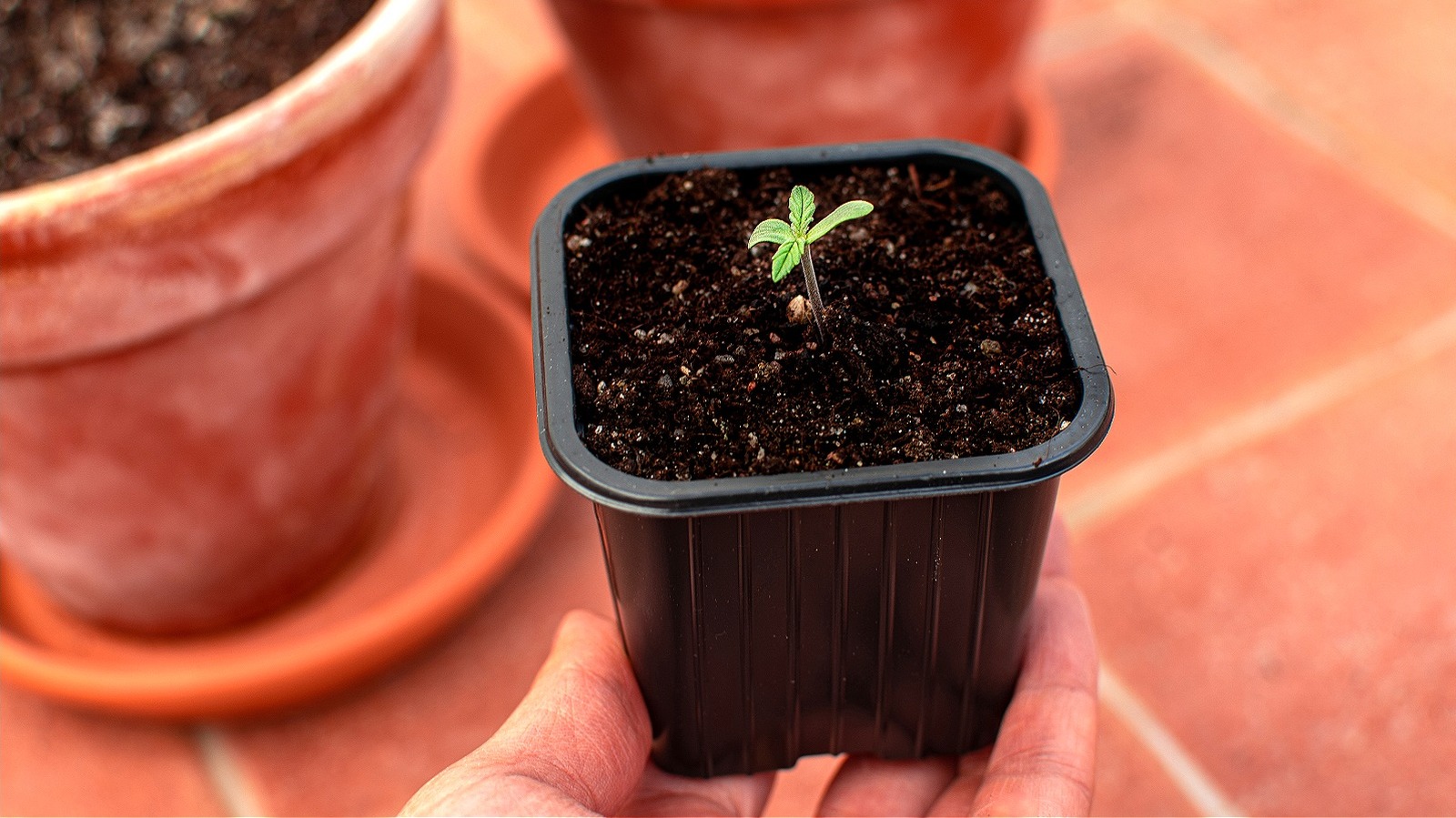The Hidden Dangers Of Using A Pot That's Too Big For Your Plant