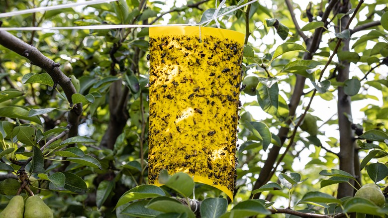 sticky trap in tree