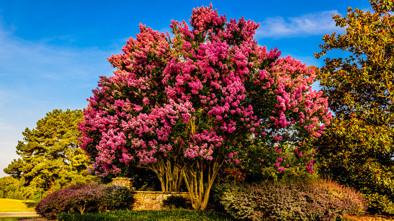 Large crepe myrtle in landscape