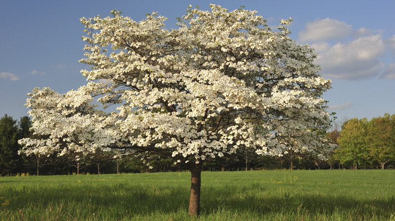 white dogwood tree in field
