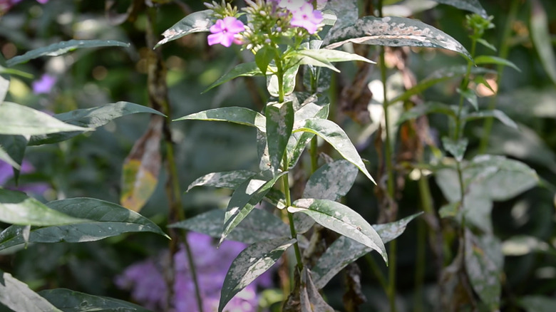 Mildew on creeping phlox