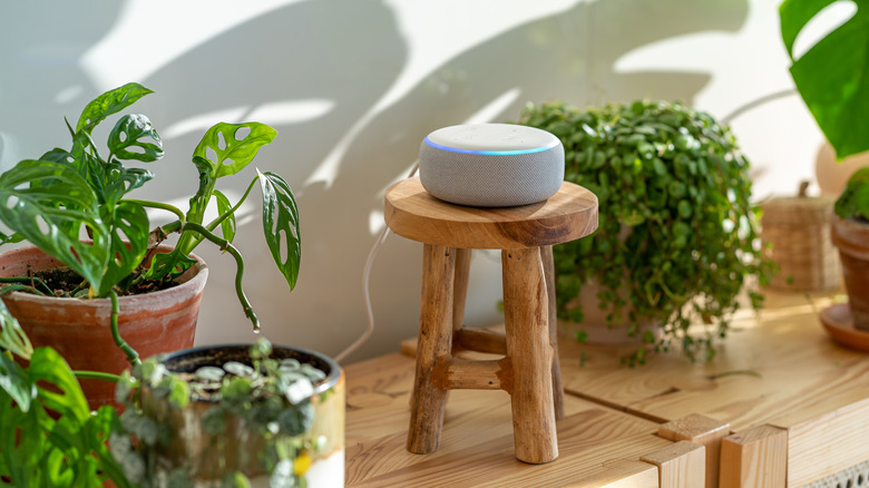 amazon alexa on stool with plants