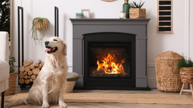 Golden retrievers sits by electric fireplace
