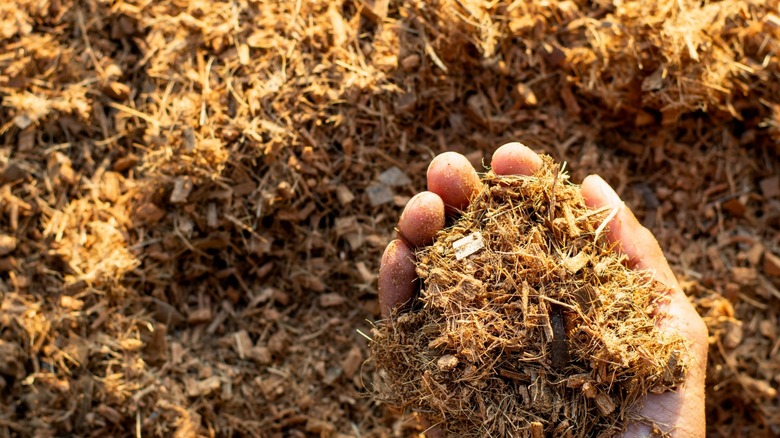 Hand sifting through coconut coir 