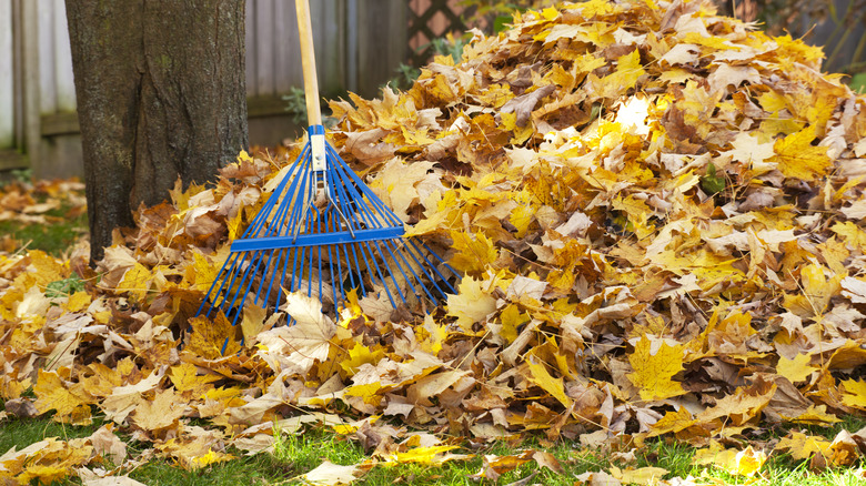 large pile of raked leaves 