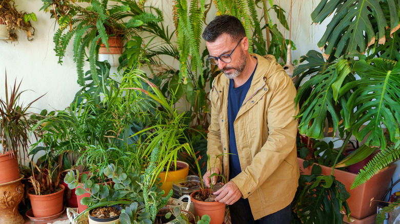 Man caring for a large plant collection