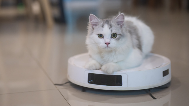 white and grey kitten sitting on top of white and black robot vacuum on tile floor