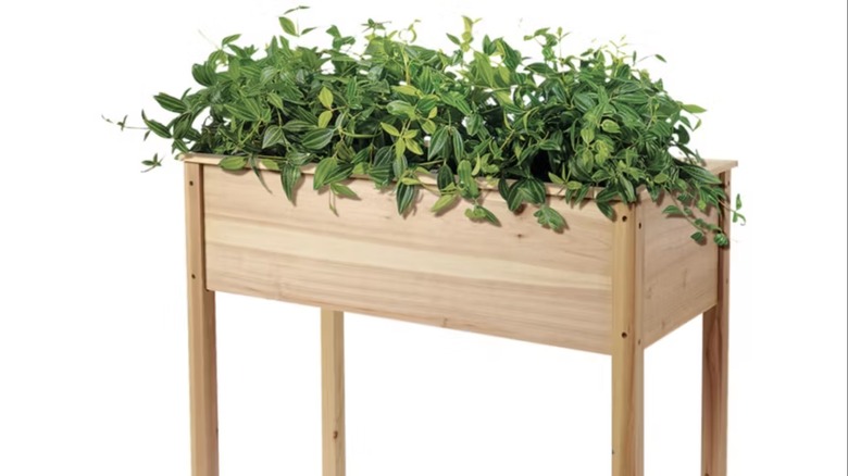 An Aldi Belavi wooden rasied planter with green foliage