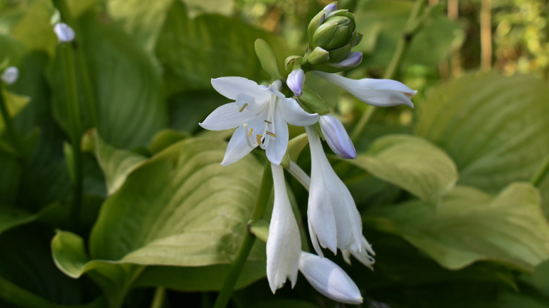 The white flowers of a 'Royal Standard' hosta with large green hosta leaves in the background.