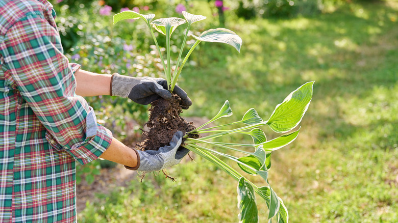 A person in a long-sleeved check shirt holds two small hostas in her gloved hands above a lawn and next to a garden bed.