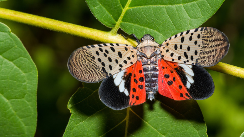 Close-up of an adult spotted lanternfly