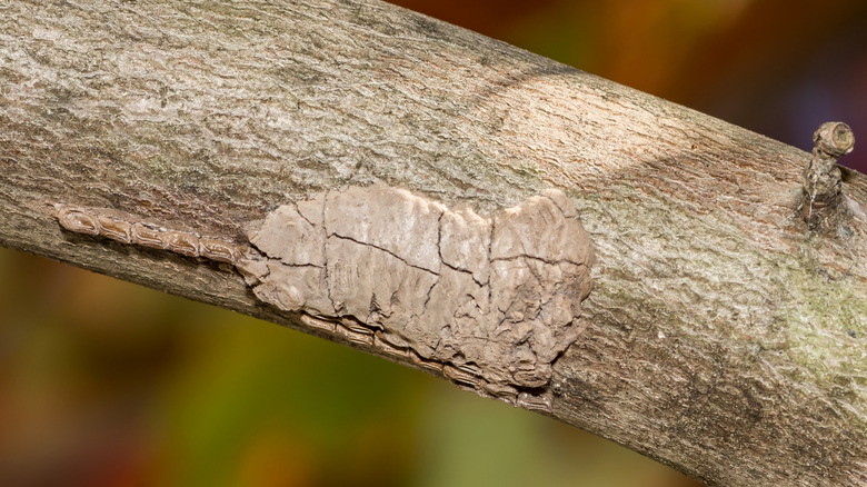 Spotted lanternfly egg mass on tree bark