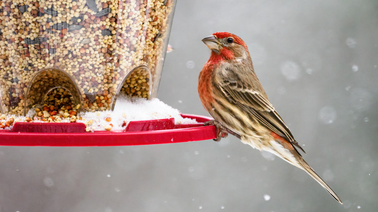 A bird perched on a feeder full of seed