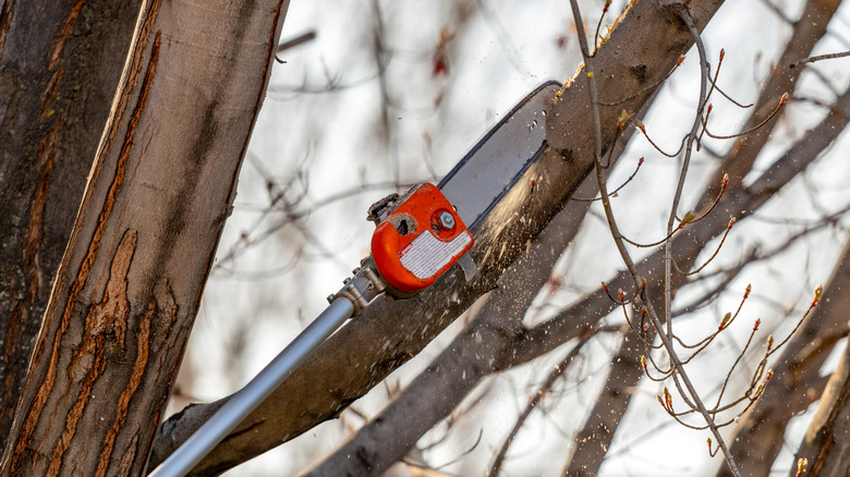 A pole saw being used to cut high branches safely