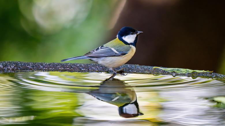 A chickadee sitting on the edge of a bird bath.