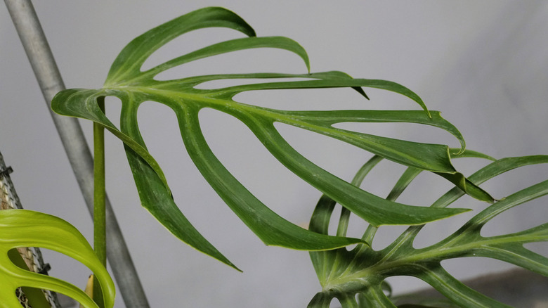 Beautiful green mature leaf of Monstera Burle Marx Flame