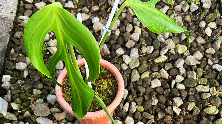 Monstera burle marx flame in a pot