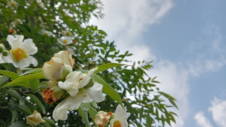 Looking up from beneath a Franklinia tree with flowers in the forefront, and leaves and sky in the distance