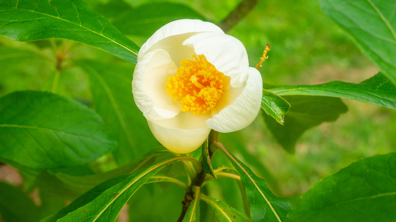 Close up of white Franklinia tree flower
