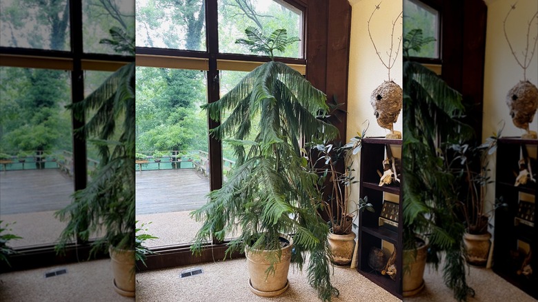 A large Norfolk Island pine outgrowing a home