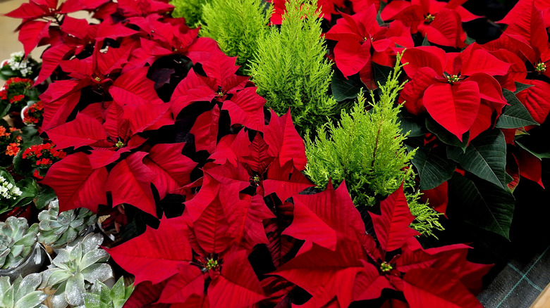 Colorful holiday plants in a store display