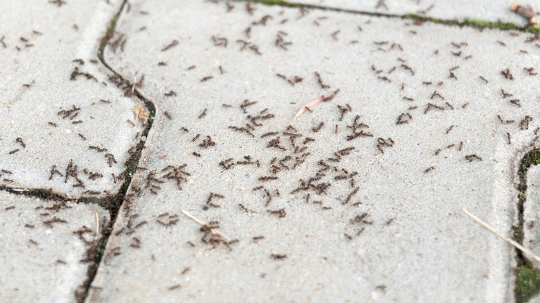 Swarm of ants on a sidewalk