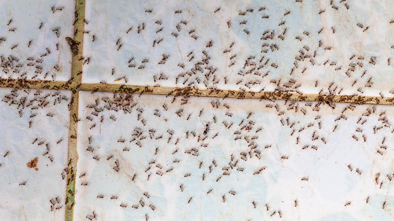 Ants in a group on floor