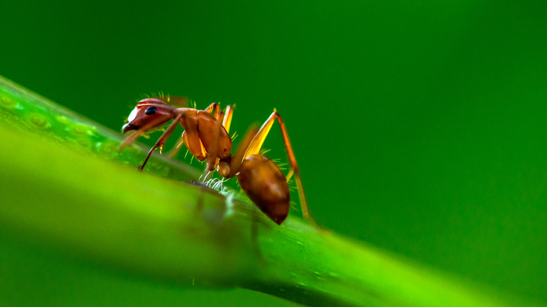 fire ant on plant