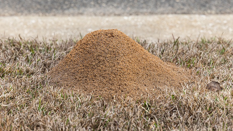 fire ant mound