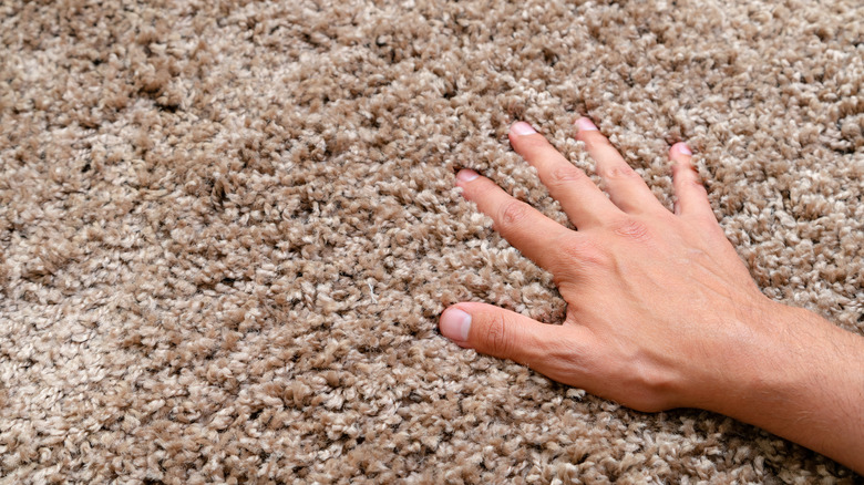 Someone touching shag carpet