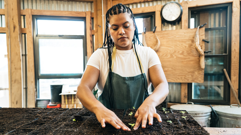Gardener planting seeds