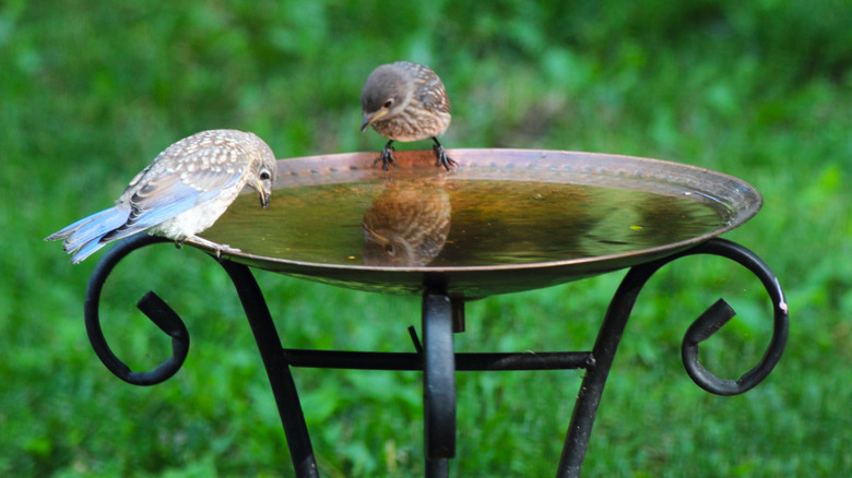 An image of two birds sitting at a metal birdbath in a garden