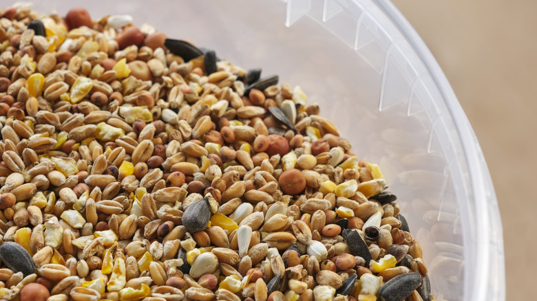 Close-up of a bird seed mix