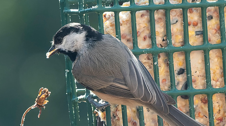 Close up of bird seed mix hanging from a tree