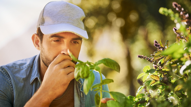 Man smelling an herb with a serious expression on his face