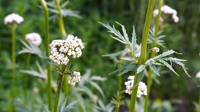 Valerian flowers and leaves