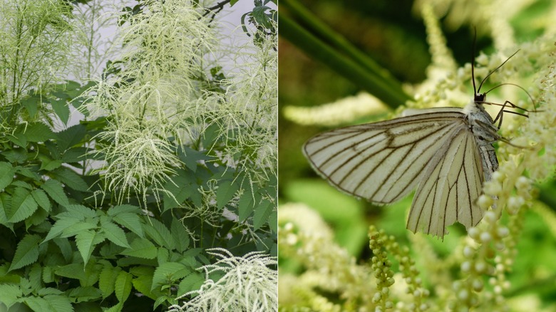Split image showing the full goat's beard plant on the left and a butterfly enjoying the flowers on the right.