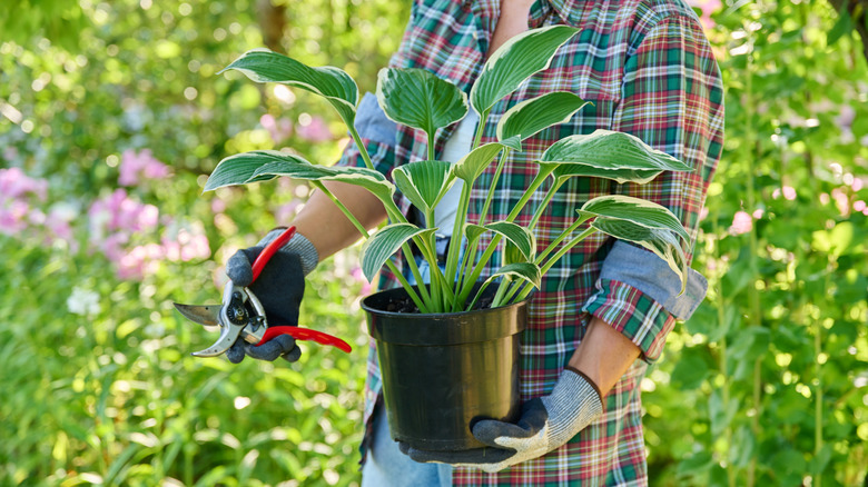 A gardener holding a hosta in a pot in one hand and a pair of Felco pruning shears in the other hand.