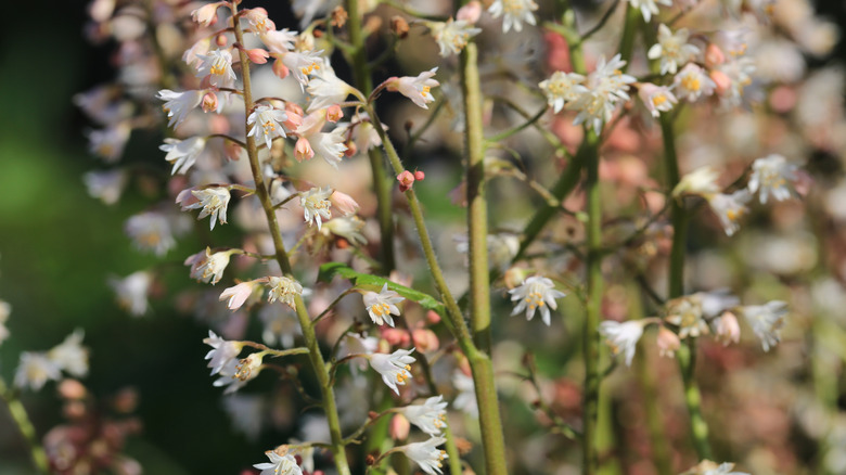 The tall, delicate flower stems of a foamy bells plant growing in the garden.